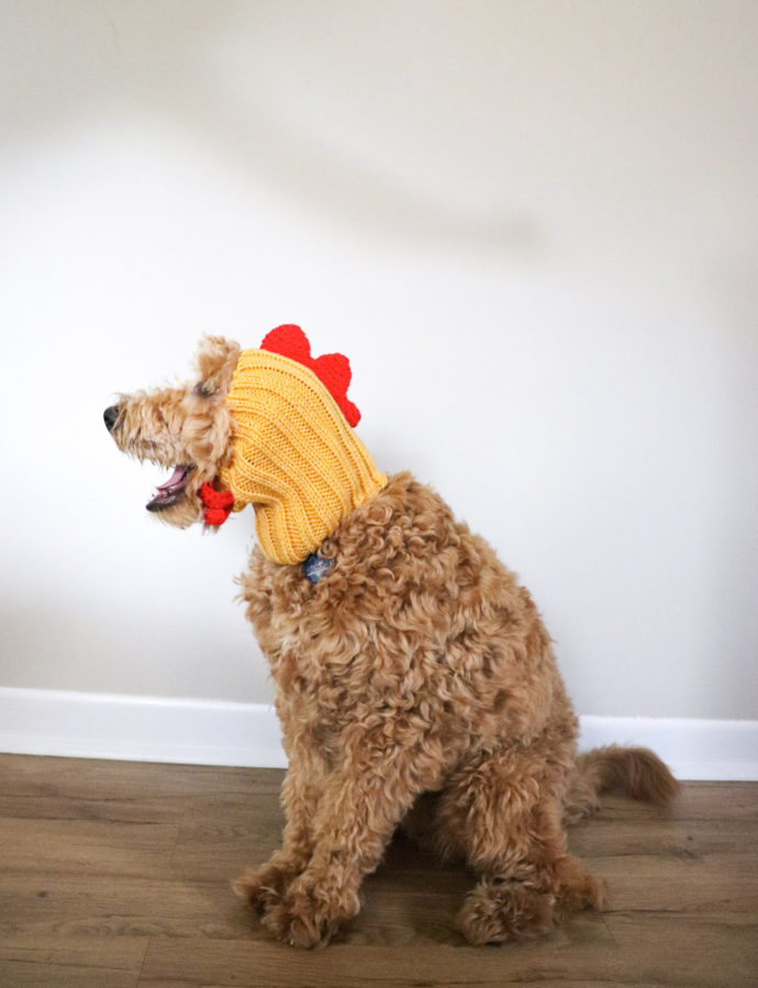 Last Minute Dog Costume Ideas for Halloween
